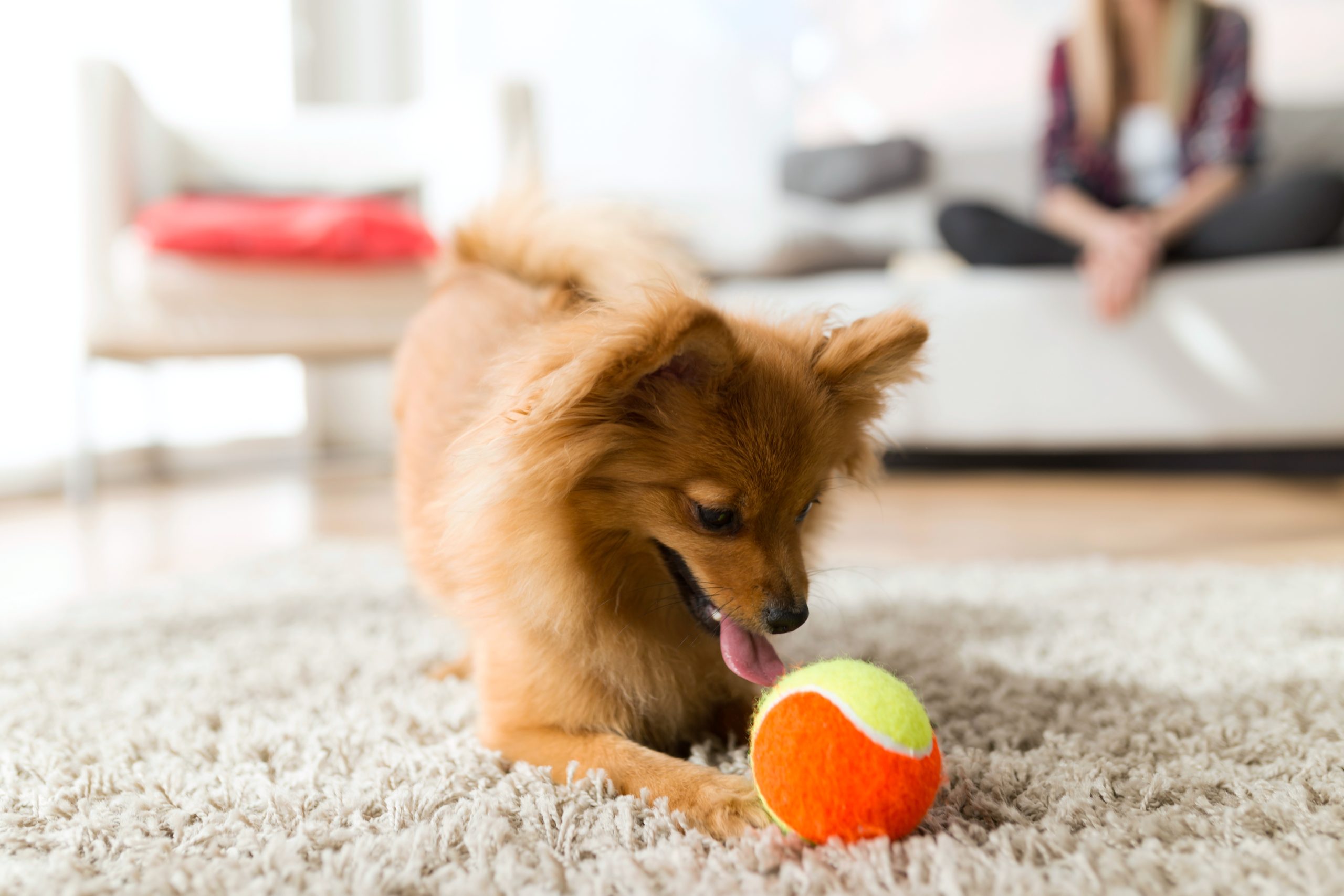 How to Calm an Active Dog: 5 Simple Tricks