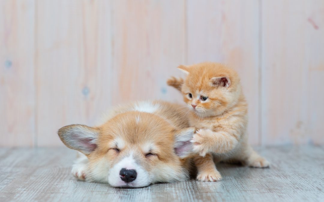 4 Pet Care Tips Every Pet Parent Should Know About (#3 is a lifesaver!)