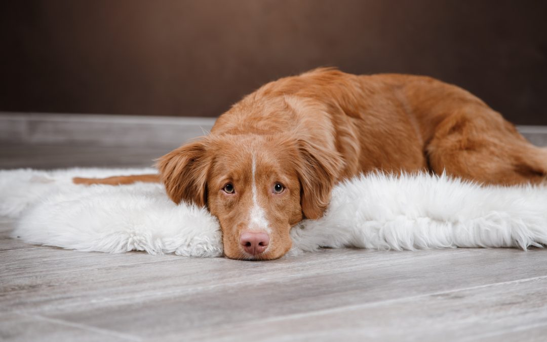 4 Home Remedies for Your Dog’s Upset Stomach!