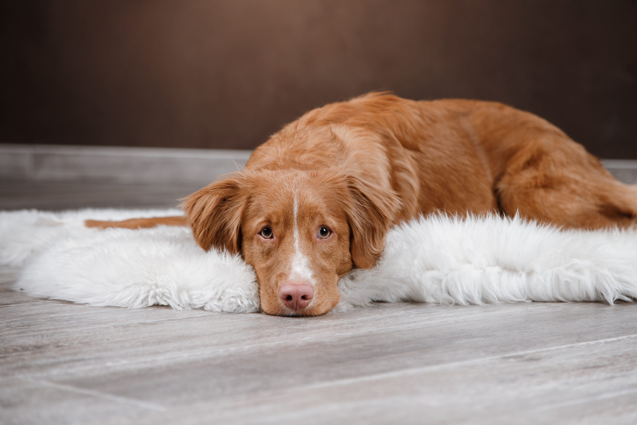 4 Home Remedies for Your Dog’s Upset Stomach!