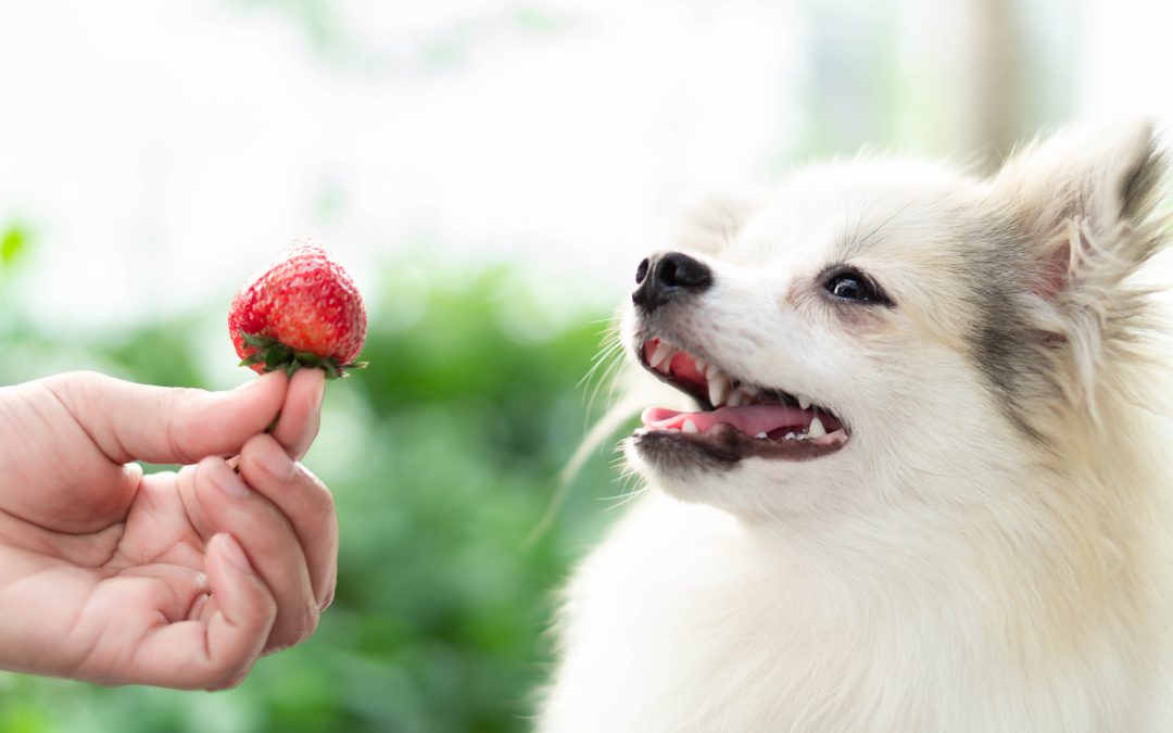 What Fruits Can Dogs Eat? 6 of the Best Fruit Snacks for Your Pup