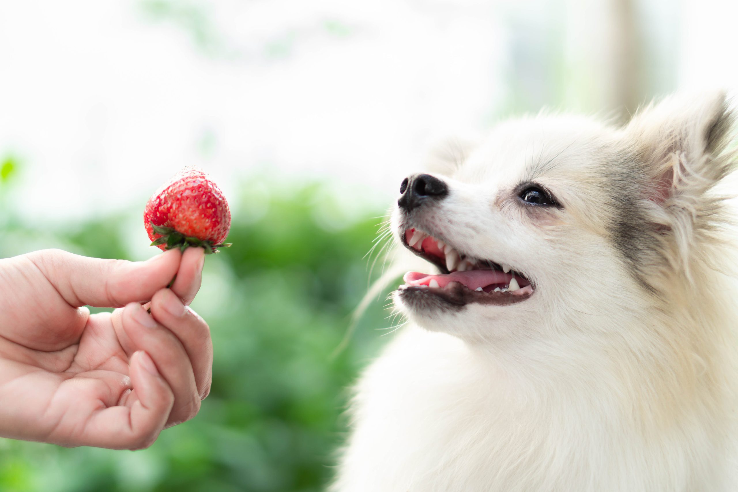 What Fruits Can Dogs Eat? 6 of the Best Fruit Snacks for Your Pup