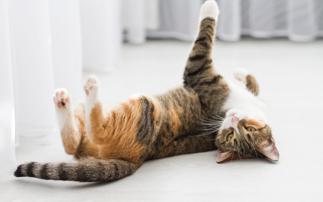 4 Kitty Cat Myths Debunked