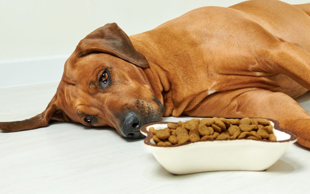 5 strange dog eating habits and what they mean about your pup