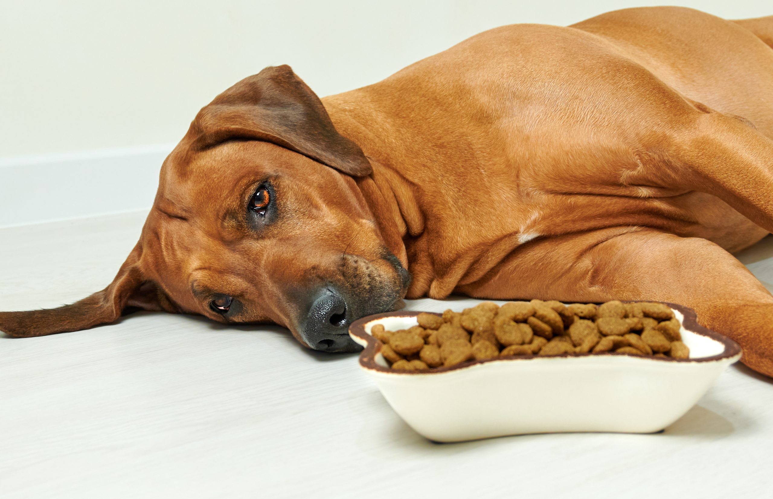 5 strange dog eating habits and what they mean about your pup