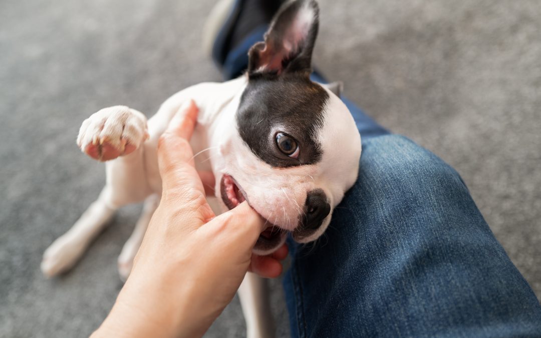 Should you insure the health of your Boston Terrier?