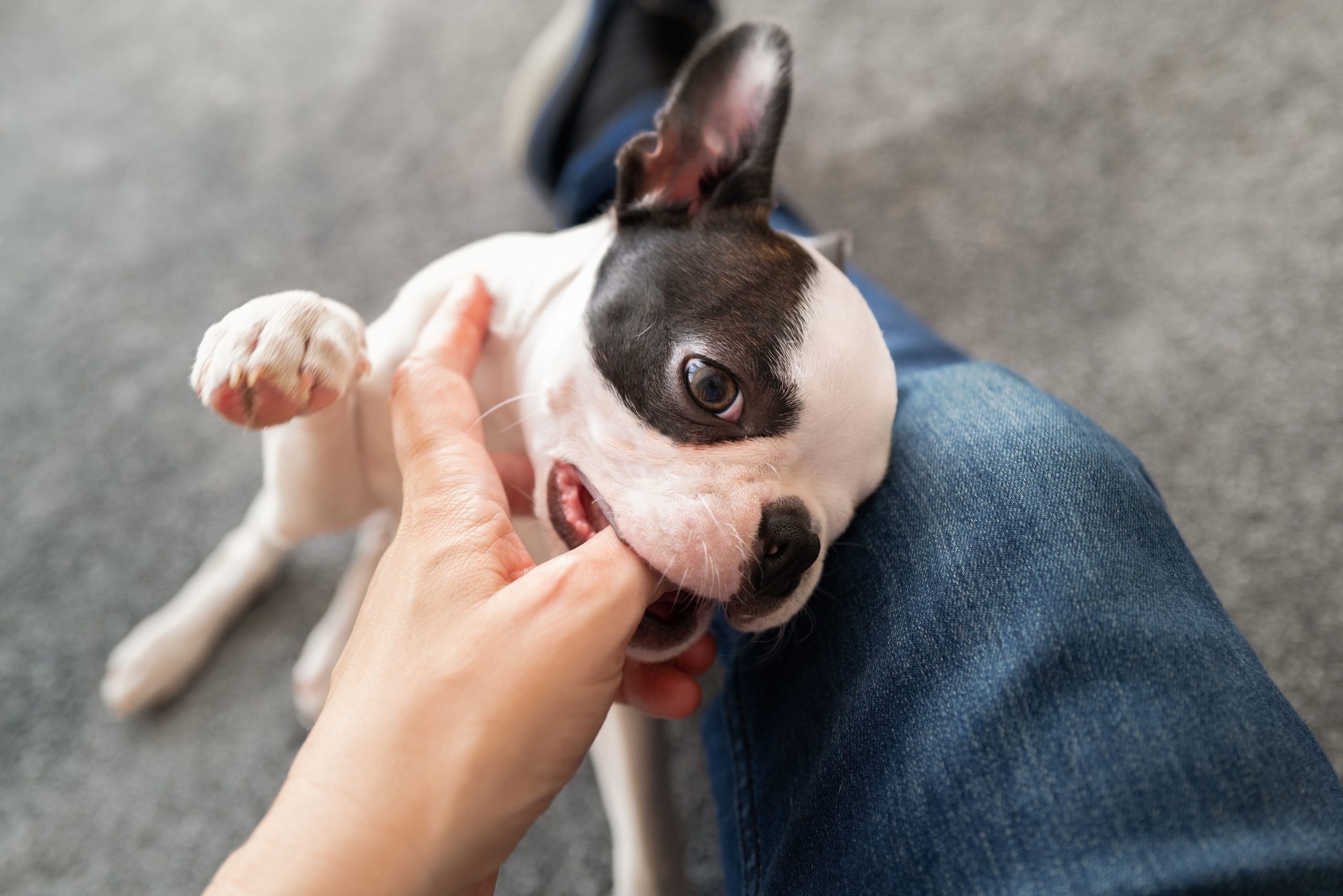 Should you insure the health of your Boston Terrier?
