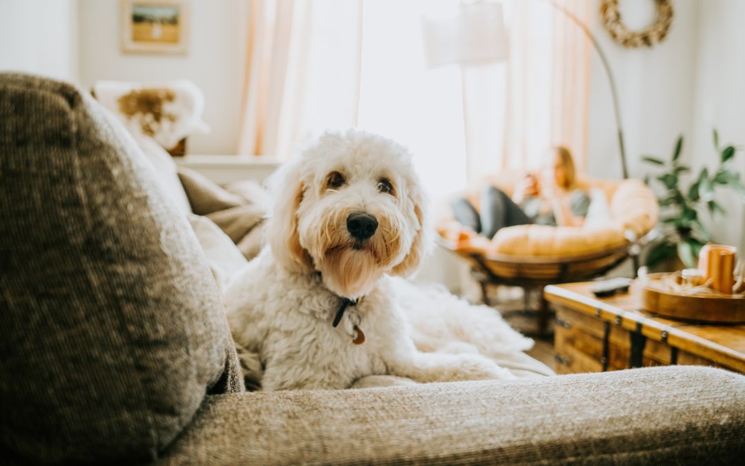 3 Reasons to Get Pet Insurance for Your Maltese Poodle