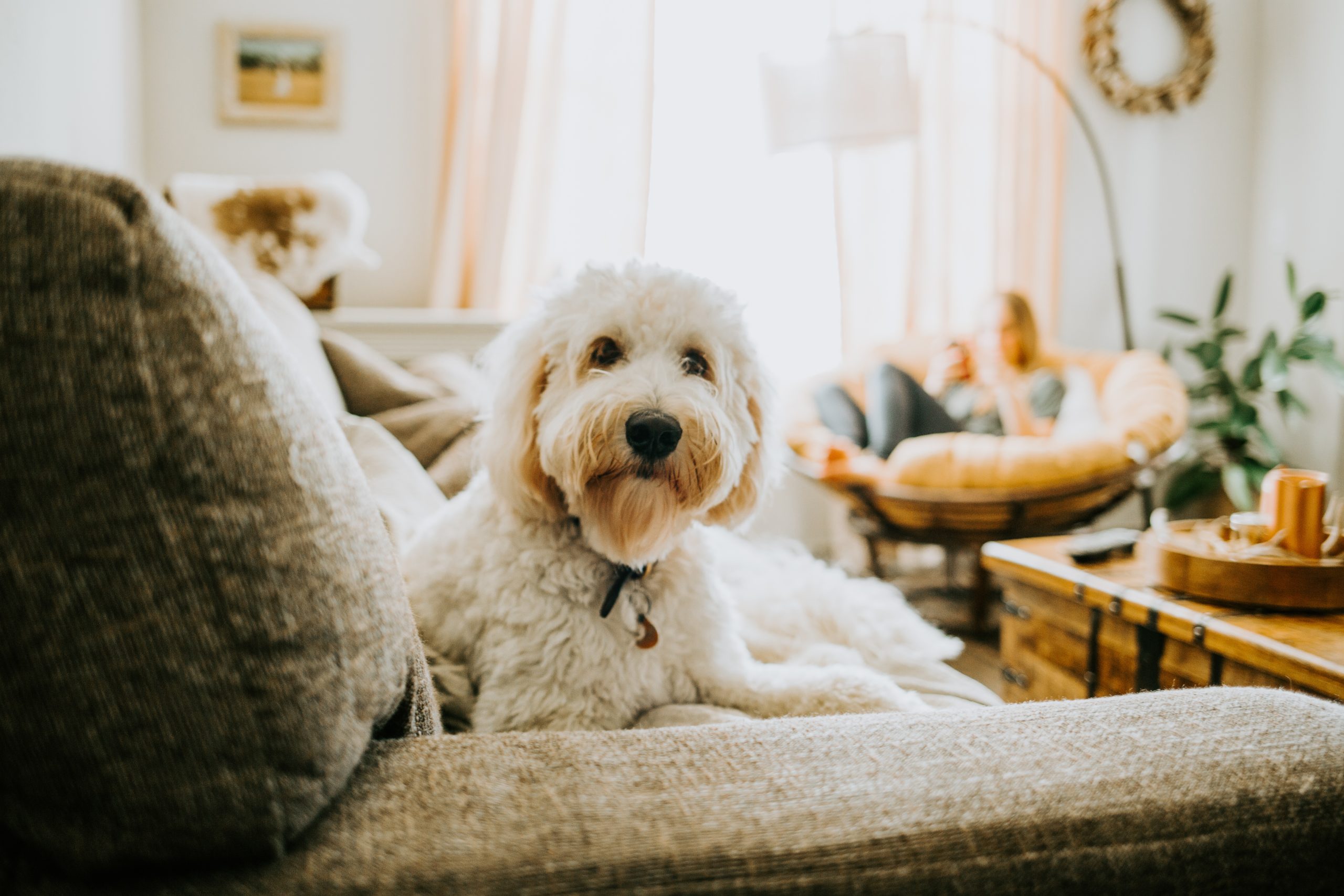 3 Reasons to Get Pet Insurance for Your Maltese Poodle