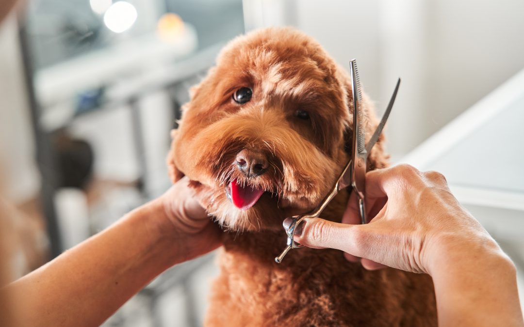 6 Pawfect Tips for DIY Dog Grooming