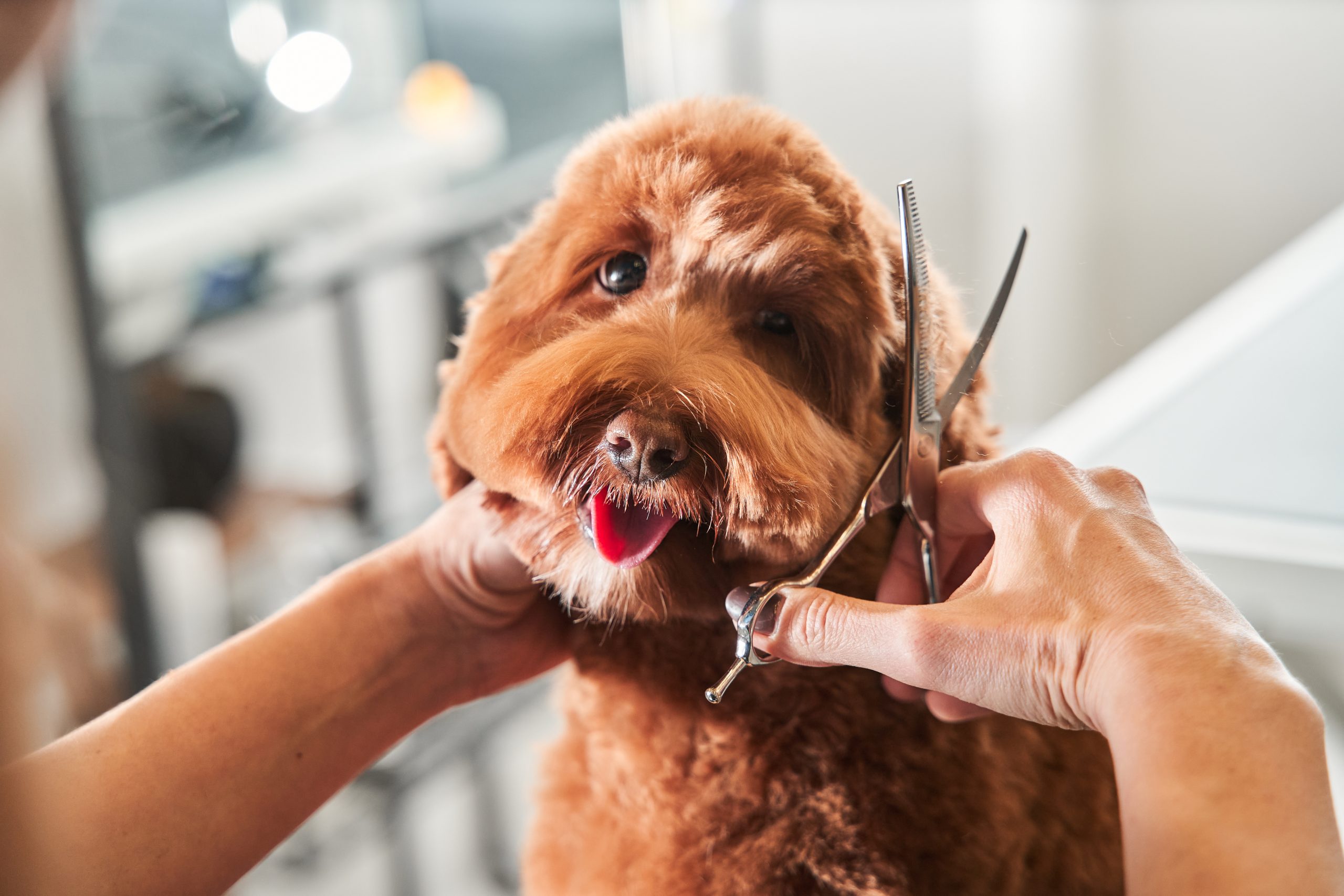 6 Pawfect Tips for DIY Dog Grooming
