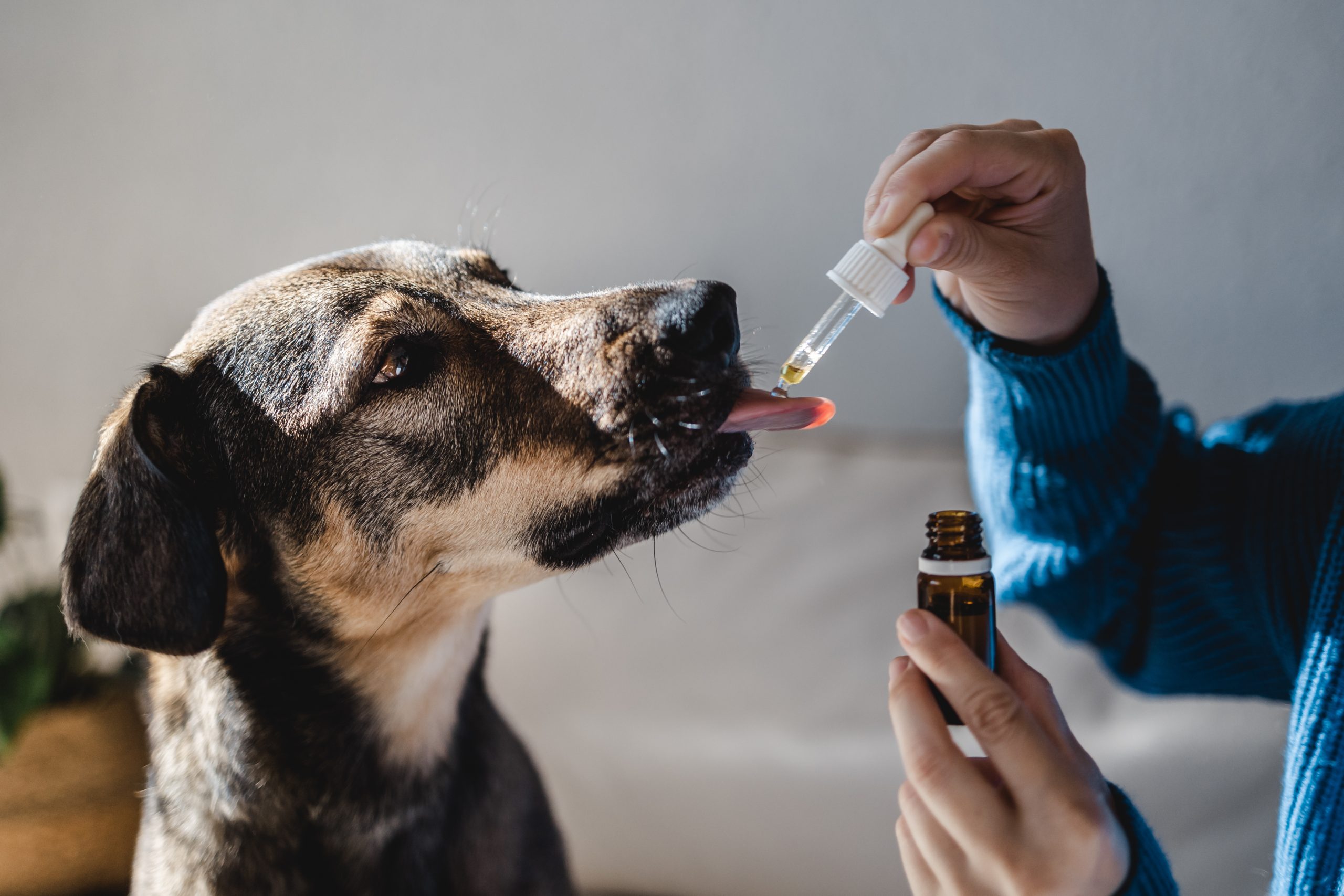 Dog Medicine: Will pet insurance cover my old dog’s meds?