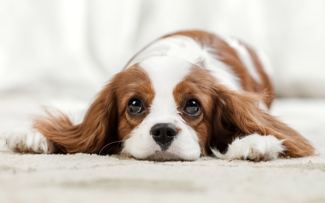 Do Dogs Get Sad? The Important Signs of Mental Issues in Canines