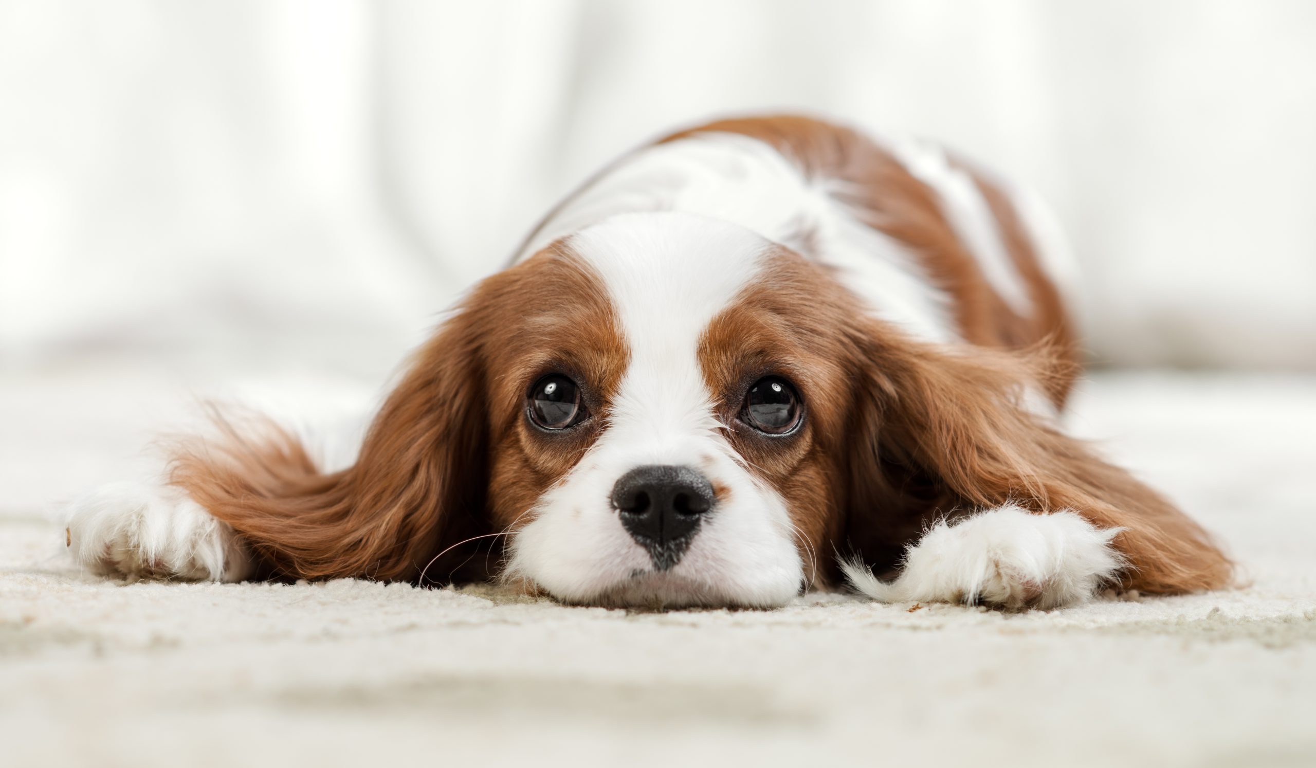 Do Dogs Get Sad? The Important Signs of Mental Issues in Canines