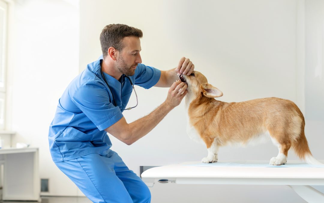 Pet Emergency Care & After-Hours Vet Bills: Does Pet Insurance Cover Them?