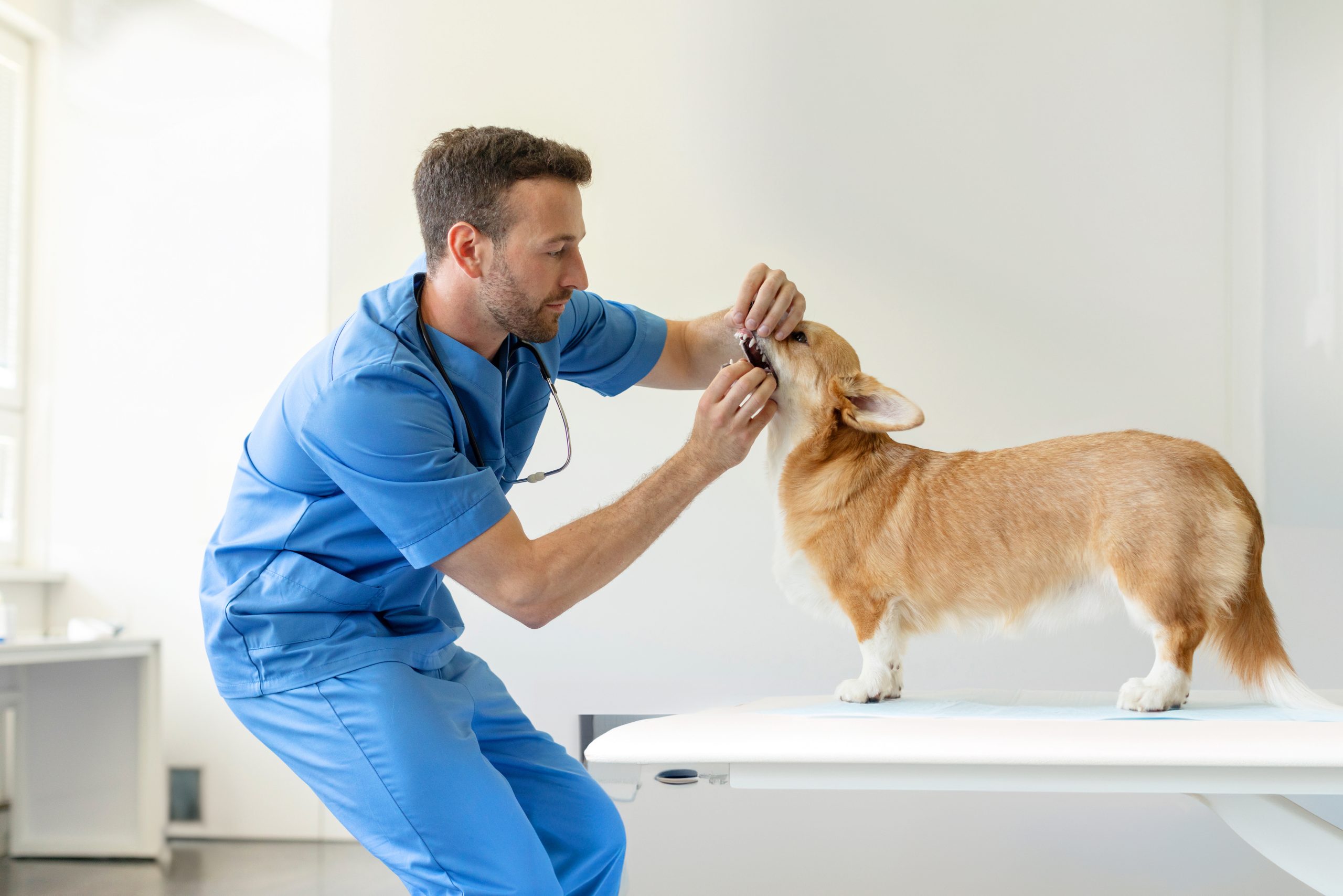 Pet Emergency Care & After-Hours Vet Bills: Does Pet Insurance Cover Them?