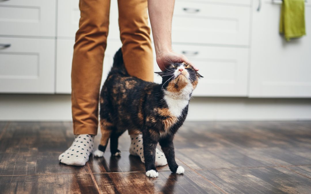 5 Tips for Bringing a New Cat Home