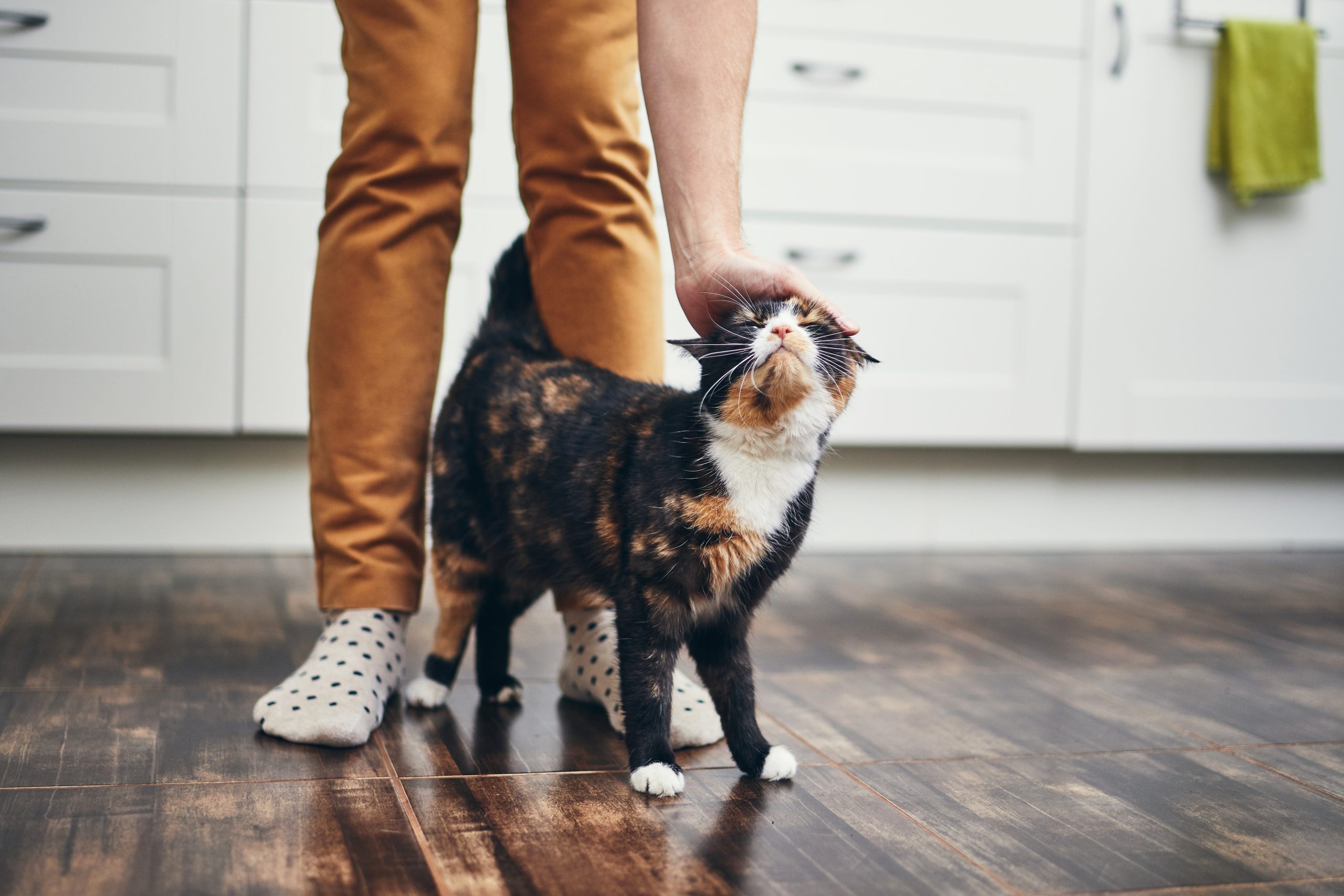 5 Tips for Bringing a New Cat Home