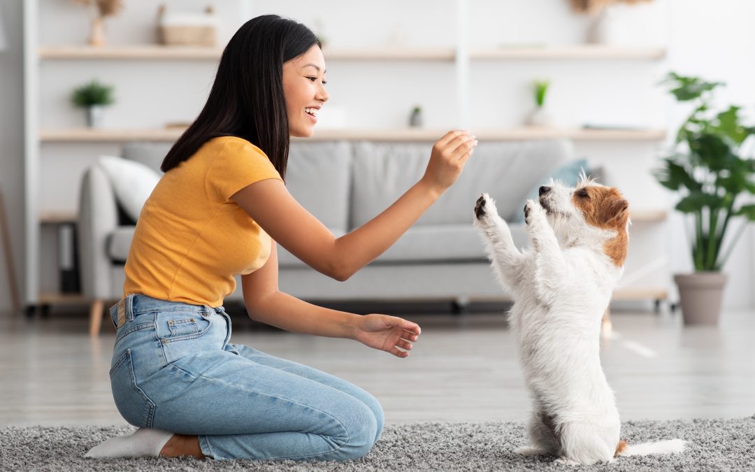 4 Interactive Dog Games You Can Play Indoors