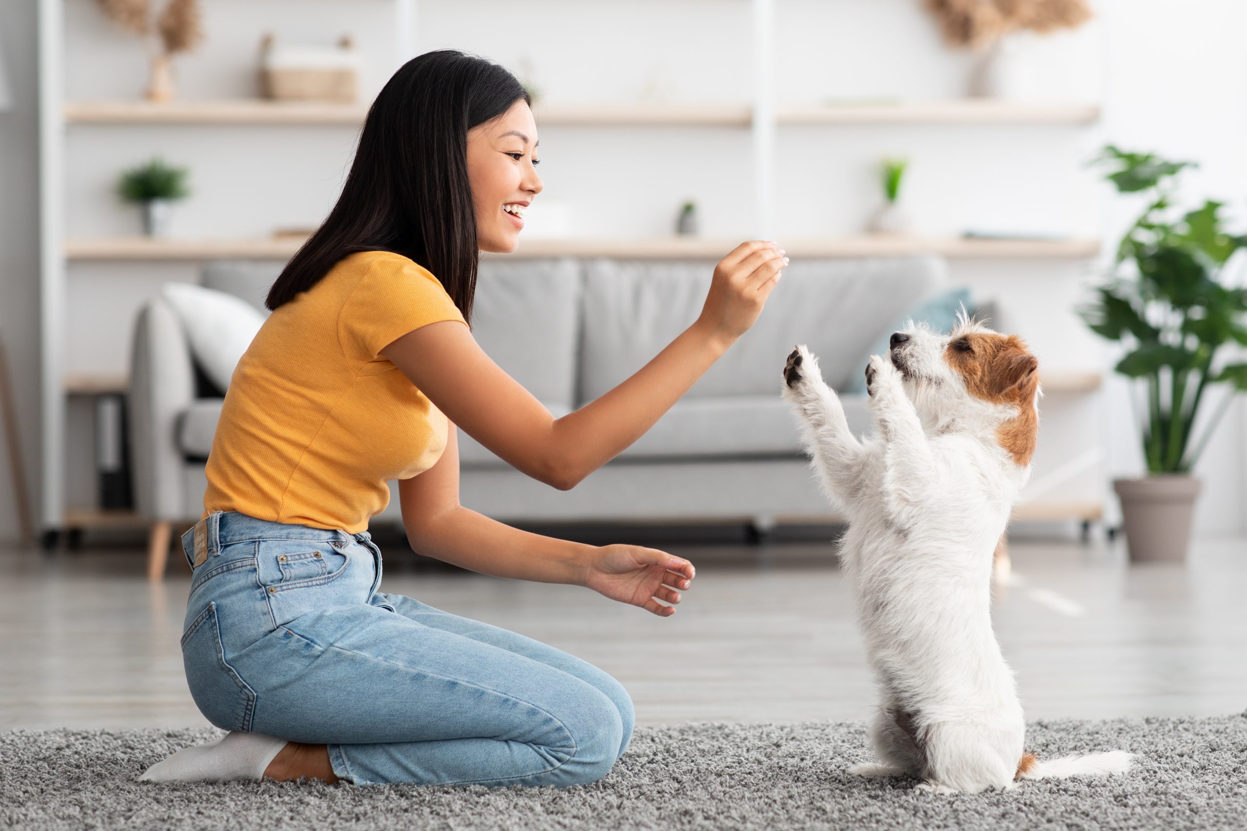 4 Interactive Dog Games You Can Play Indoors