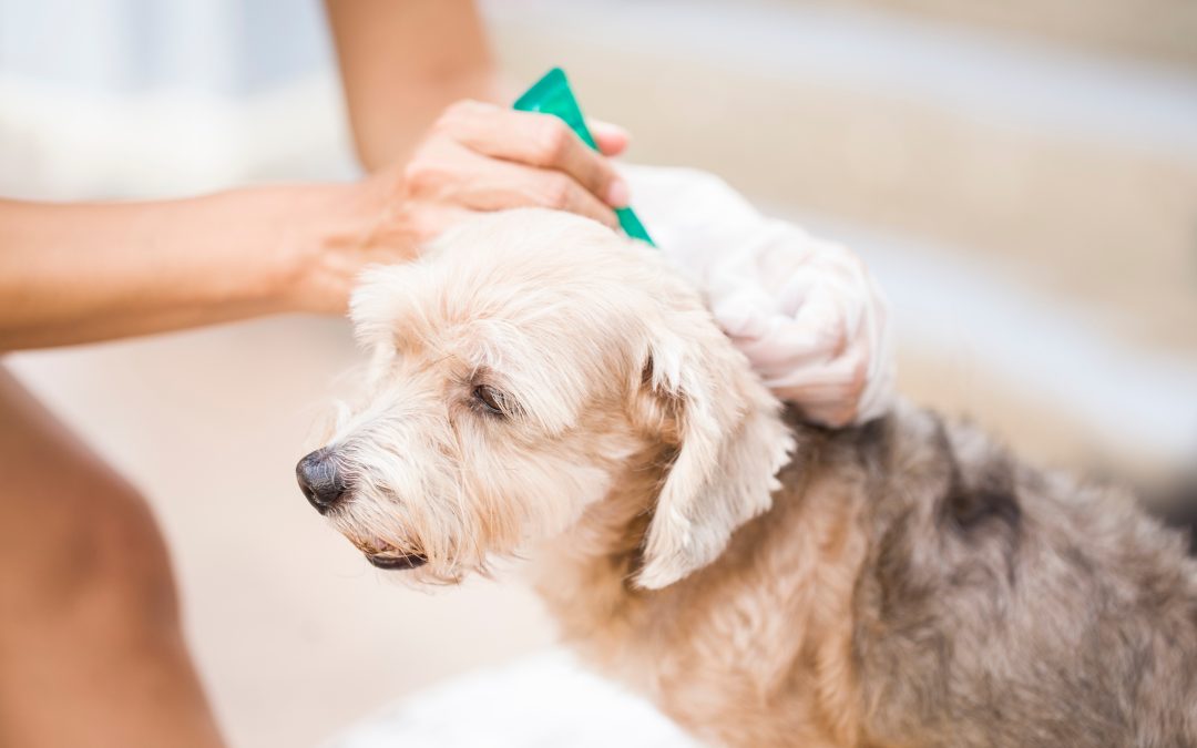 Will Pet Insurance Cover Flea and Tick Treatment?