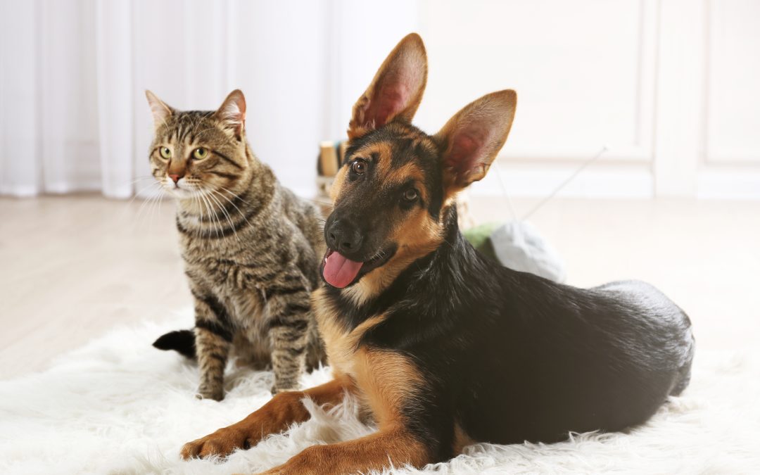 3 Reasons You Need to Microchip Dogs and Cats