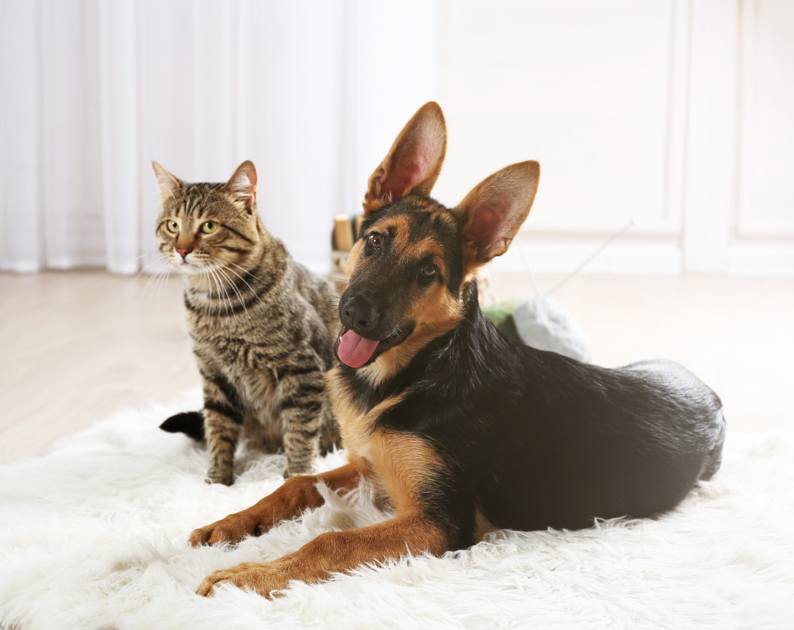 3 Reasons You Need to Microchip Dogs and Cats