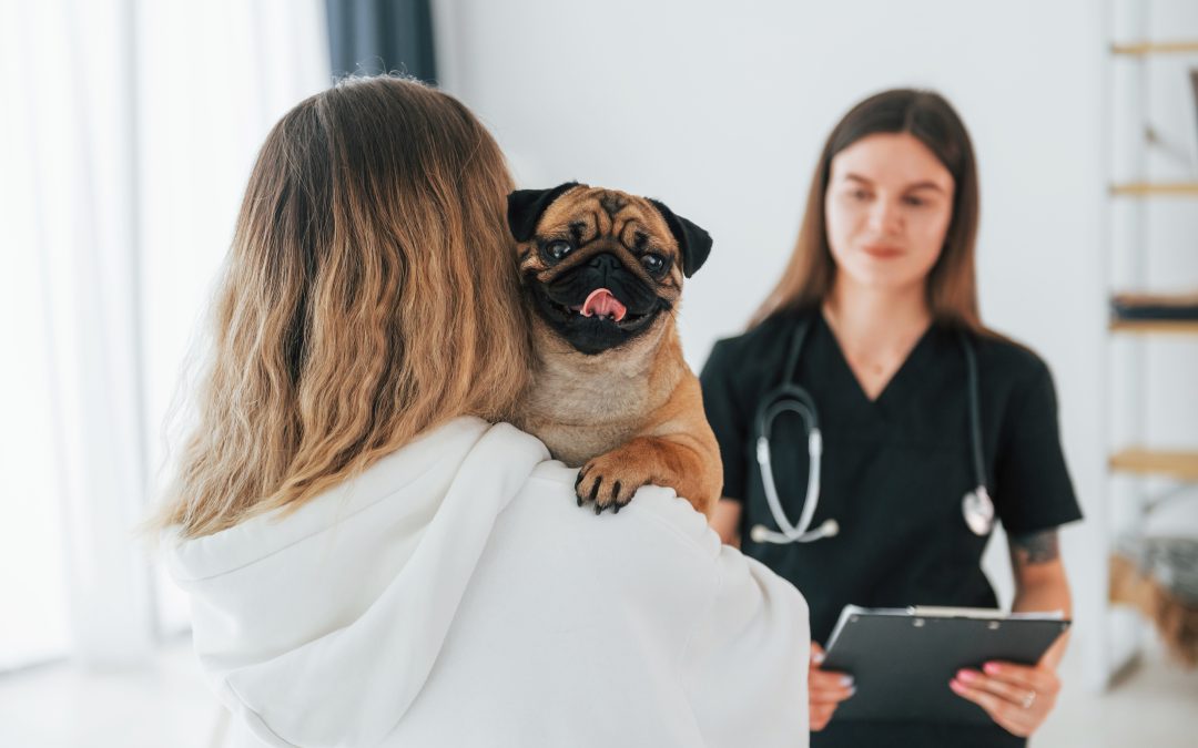 Routine Vet Care for Dogs: 11 Regular Checks Your Pup Needs