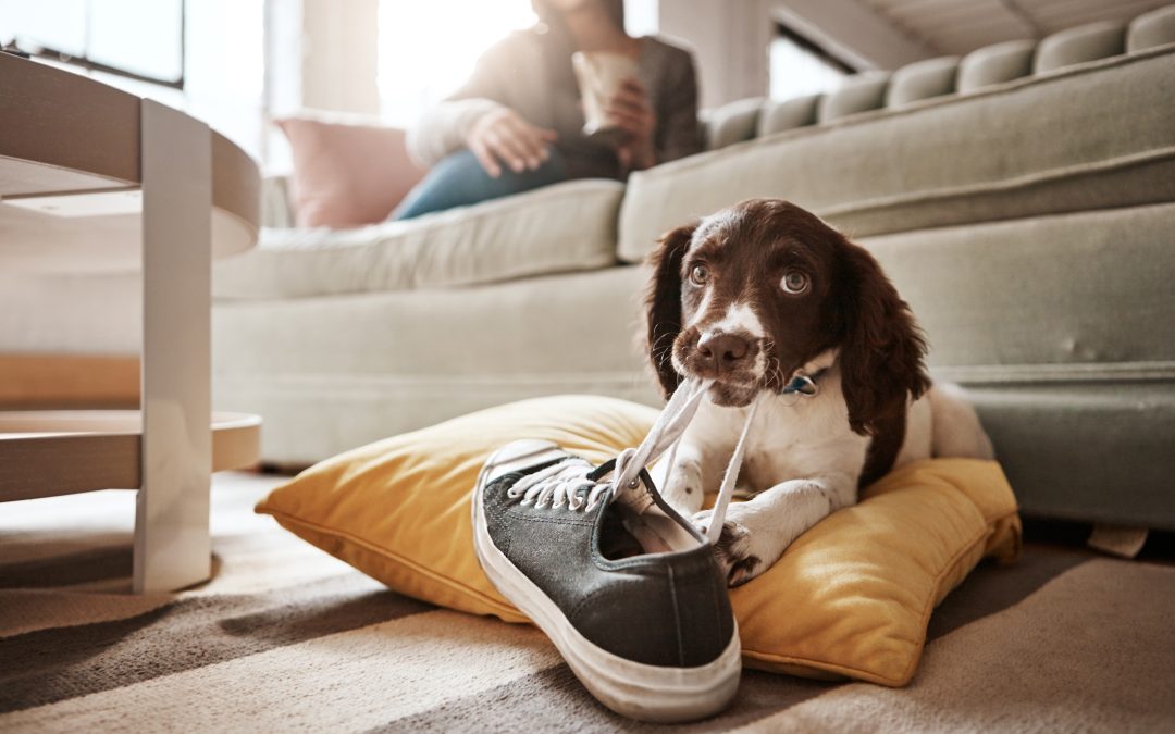 4 Tips All Puppy Parents Need When It Comes to Training