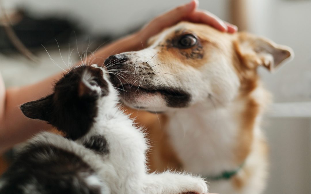 Spay and Neuter Costs: Will Pet Insurance Cover Them?