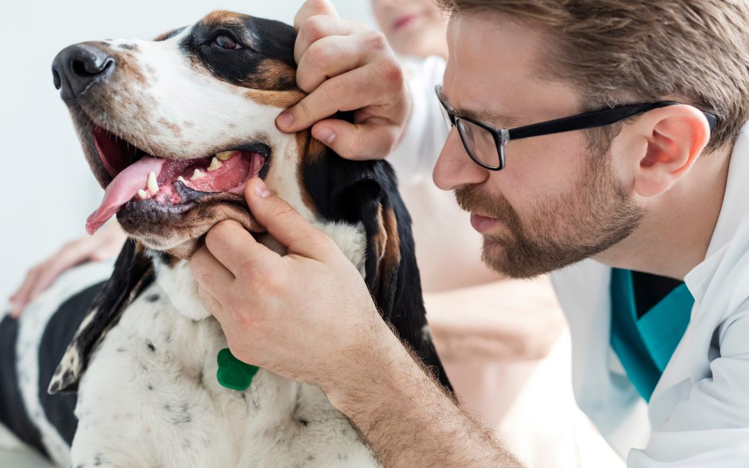 Does Pet Insurance Cover Pet Dental Care Costs?