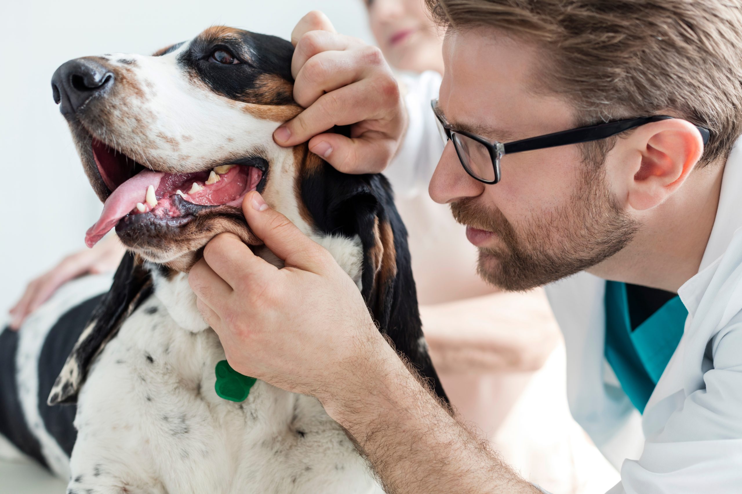 Does Pet Insurance Cover Pet Dental Care Costs?