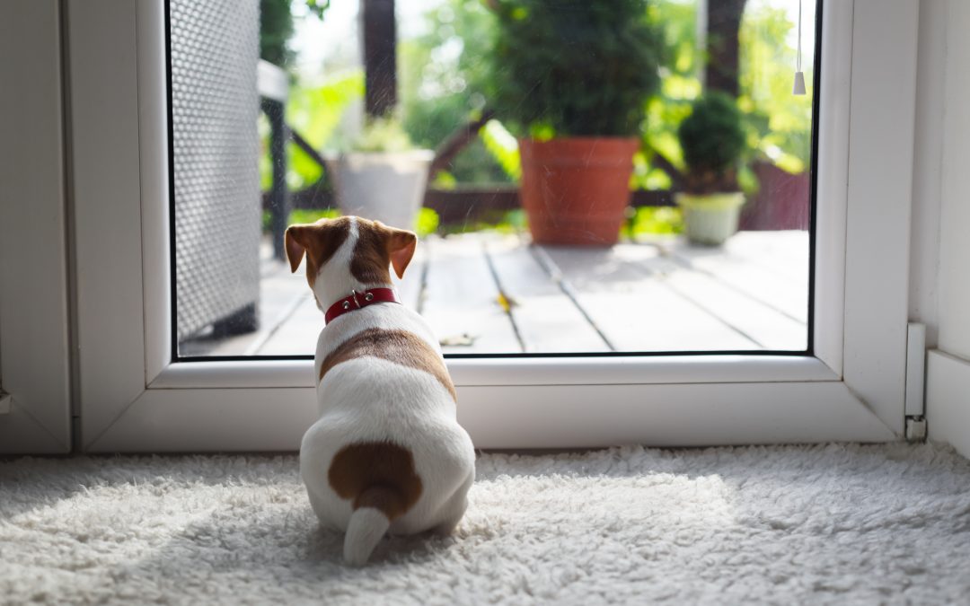 Leaving Your Dog at Home Alone While You Work Your 9-5 – A Guide to Making it Work Successfully