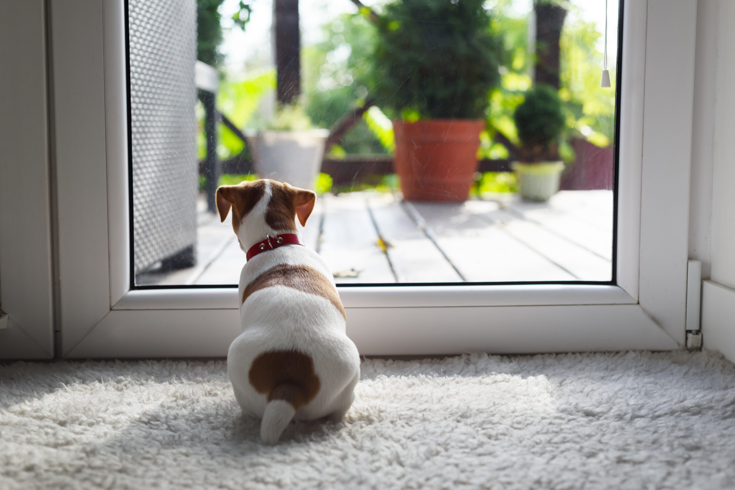 Leaving Your Dog at Home Alone While You Work Your 9-5 – A Guide to Making it Work Successfully