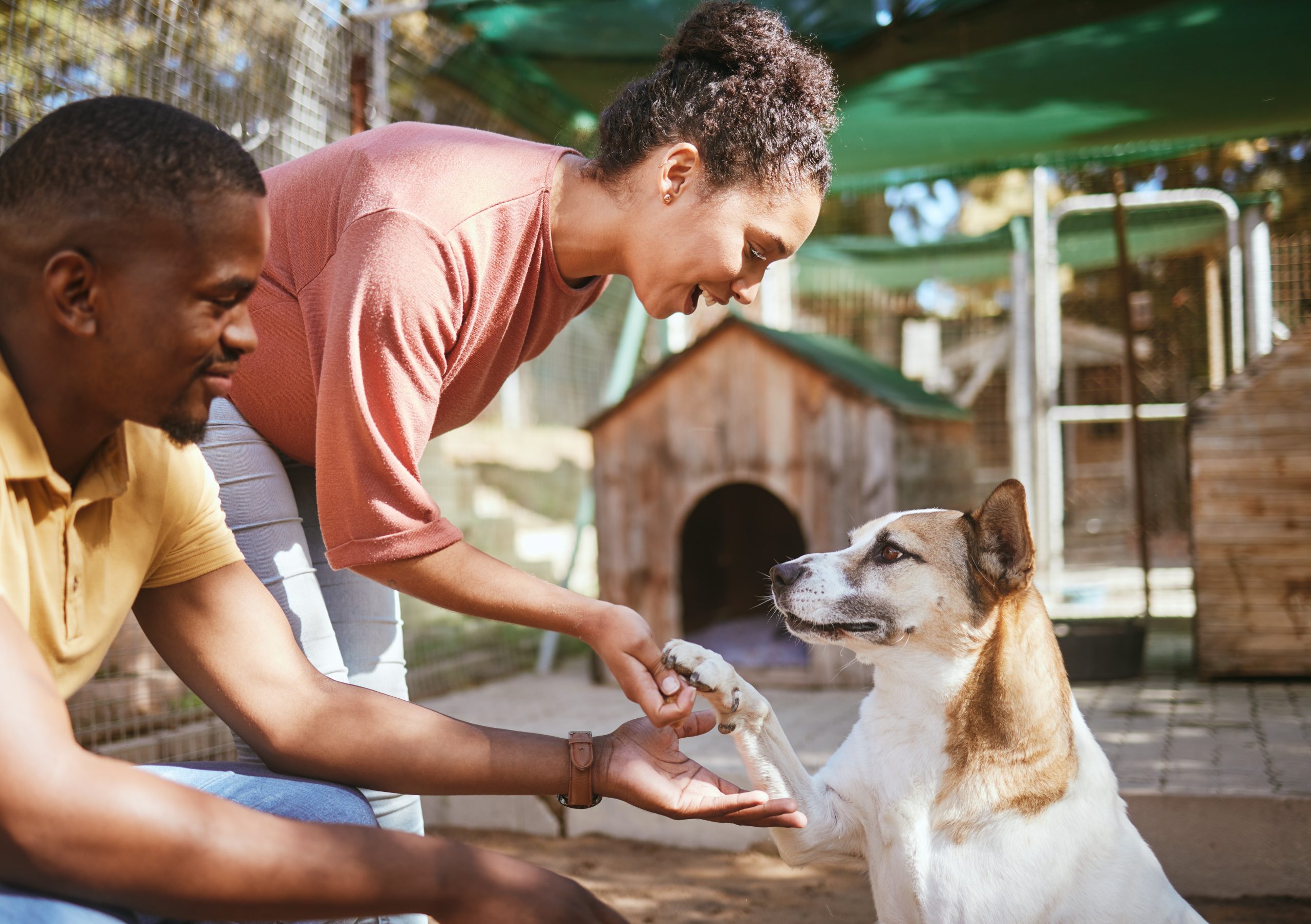 How Social Media Has Made it Easier to Adopt a Pet