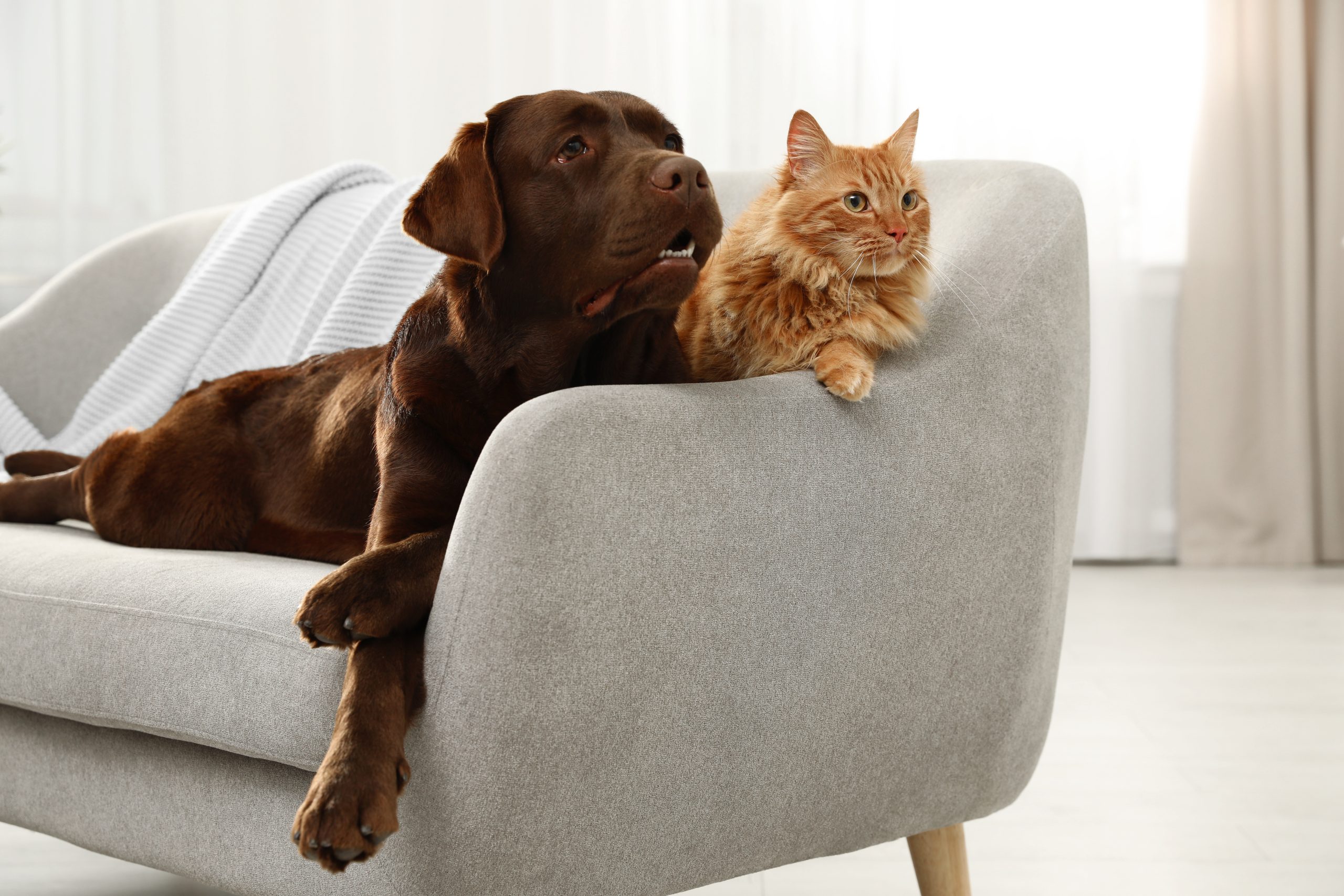 Is My Pet Eligible for Pet Insurance Coverage?