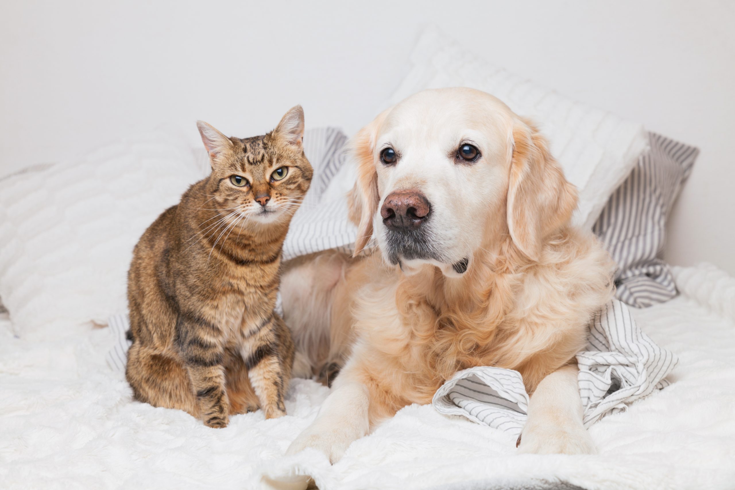 Your Pet Insurance Guide – The Only One You’ll Ever Need