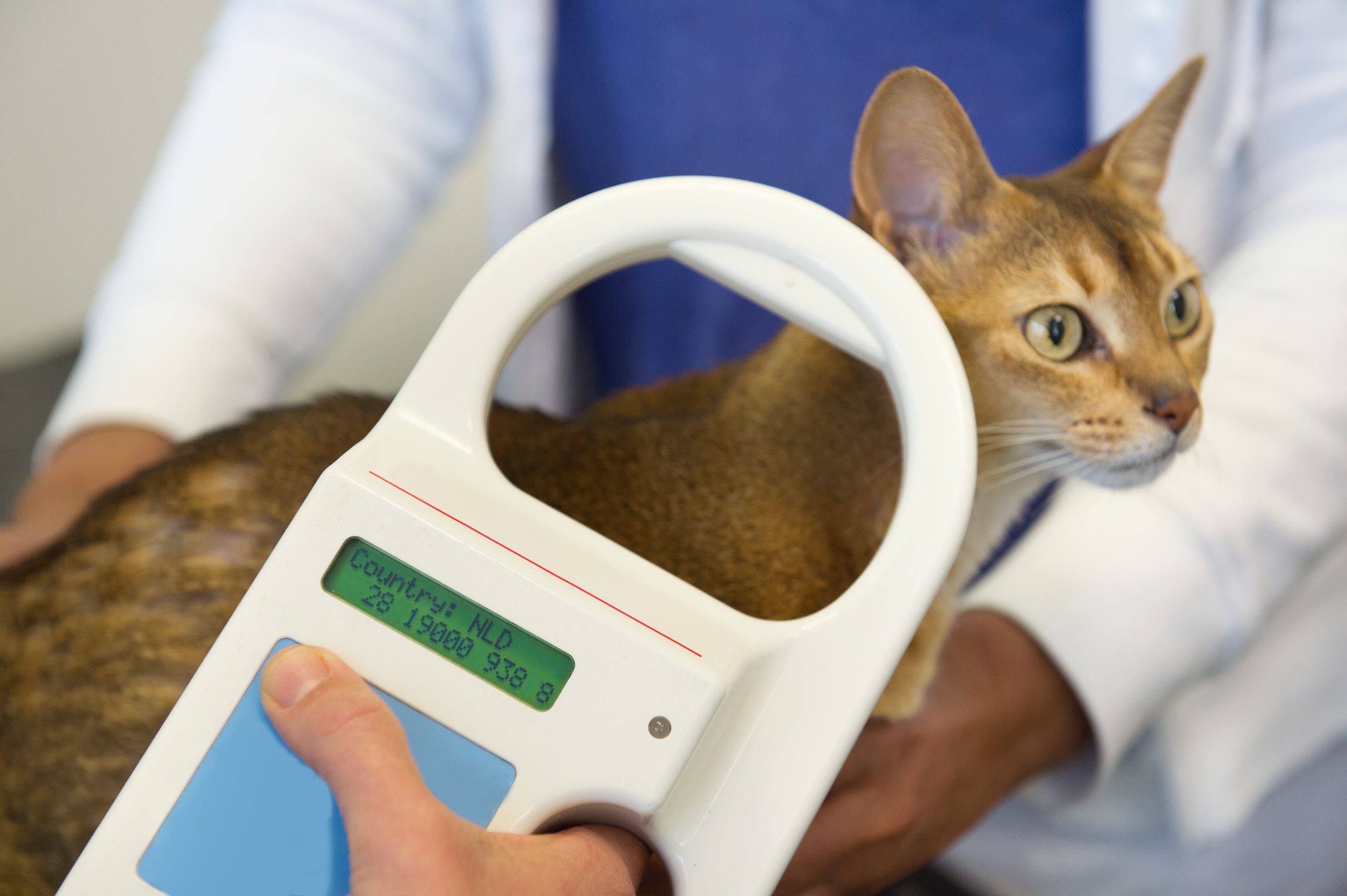 Why Should You Microchip Your Pet