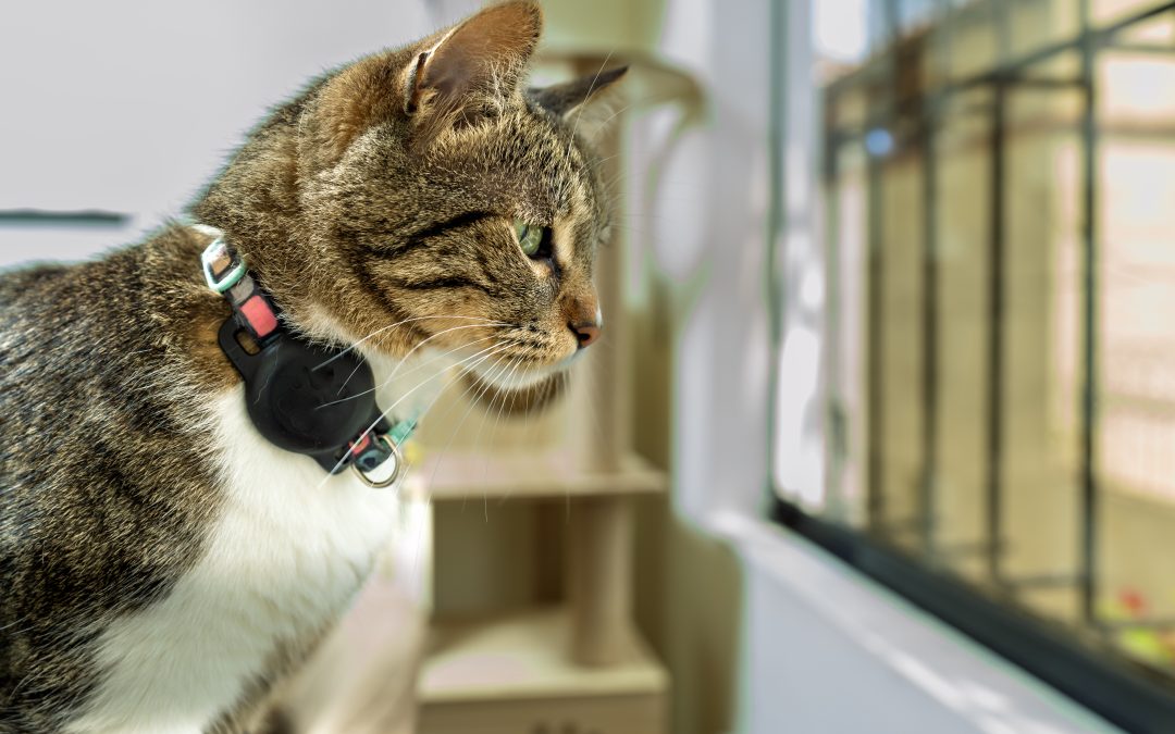 The Rise of Pet Tech Products: From Smart Collars to Automatic Feeders