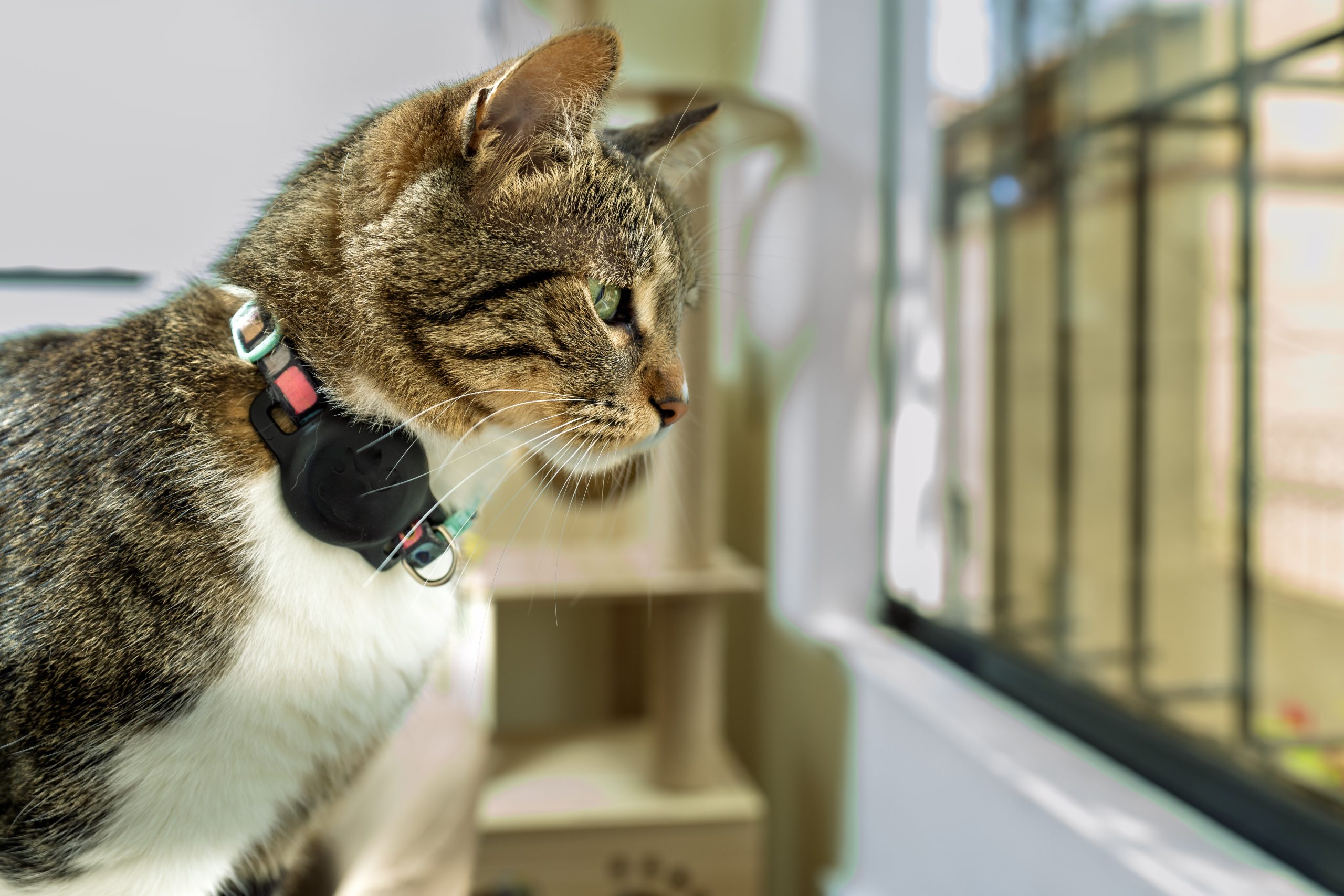 The Rise of Pet Tech Products: From Smart Collars to Automatic Feeders