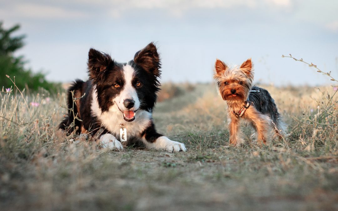 Living with Small Dogs vs. Big Dogs: Which Is Right for You?