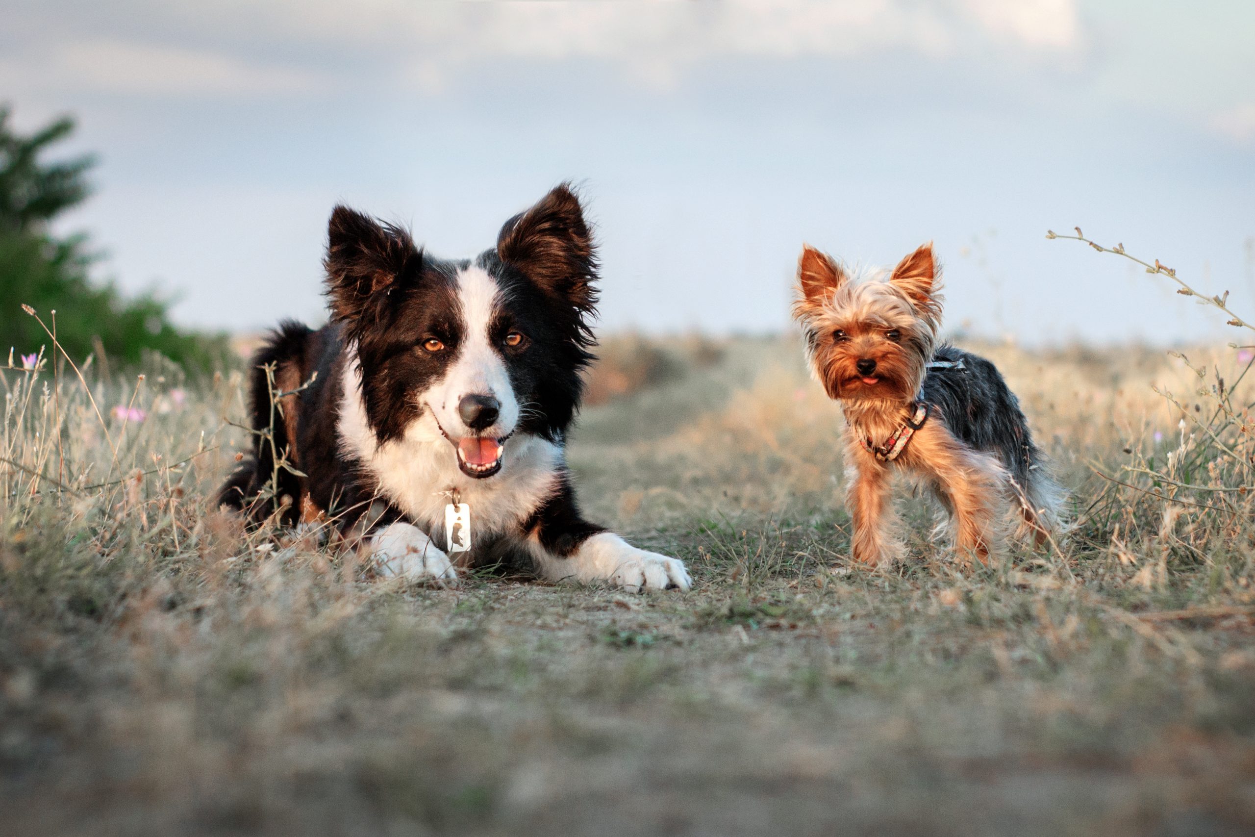 Living with Small Dogs vs. Big Dogs: Which Is Right for You?