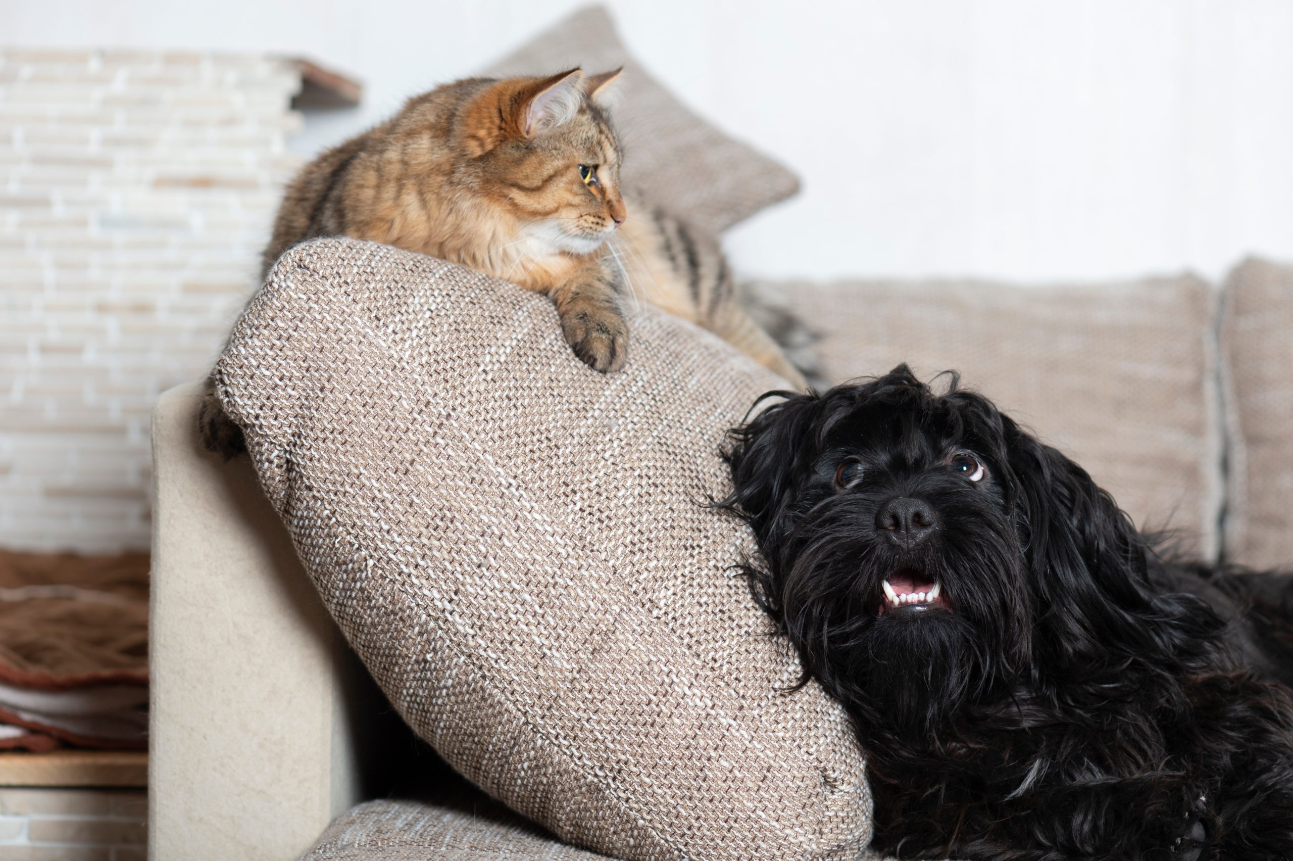 How to Find the Balance with Multiple Pets