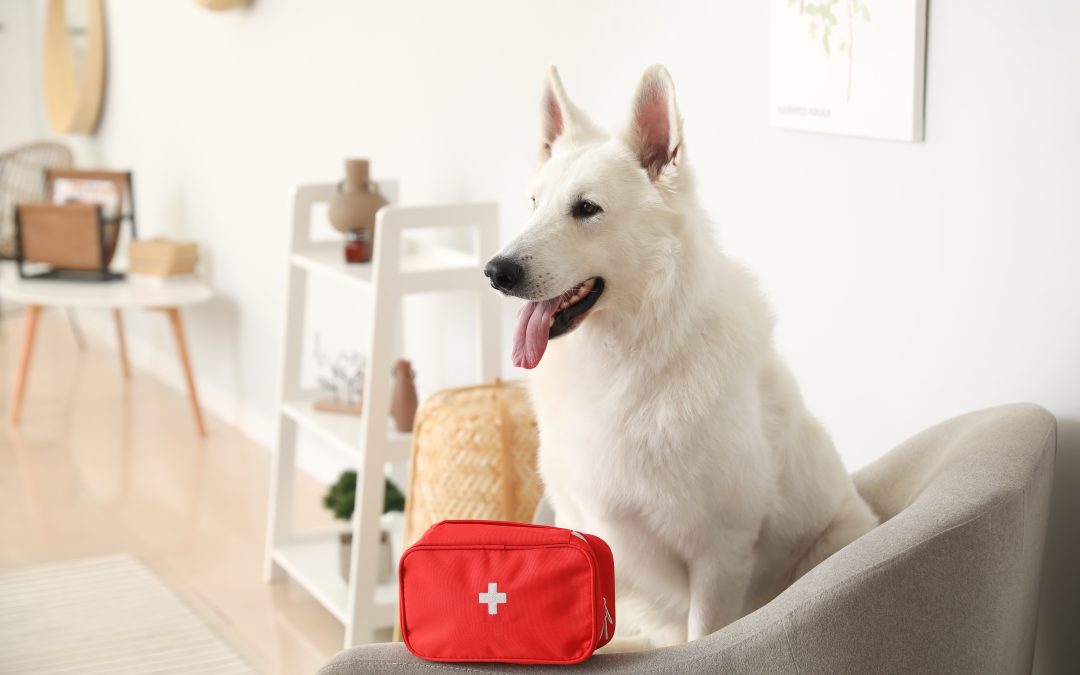 Pet First Aid Basics Every Pet Owner Should Know