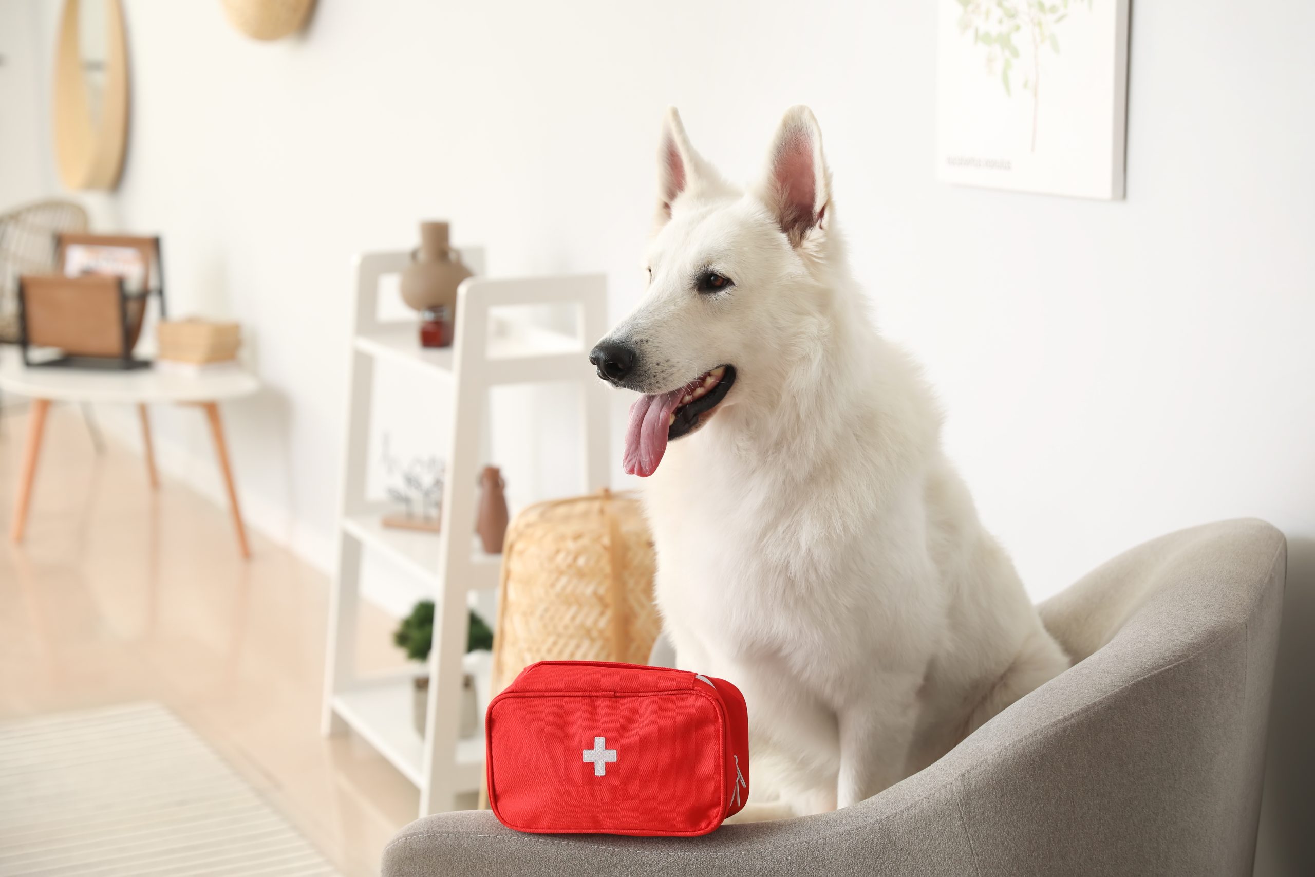 Pet First Aid Basics Every Pet Owner Should Know