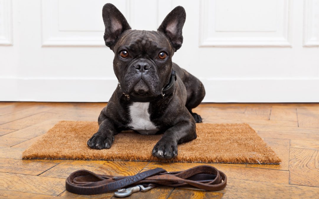 How a Simple Daily Routine Supercharges Your Pet’s Wellbeing