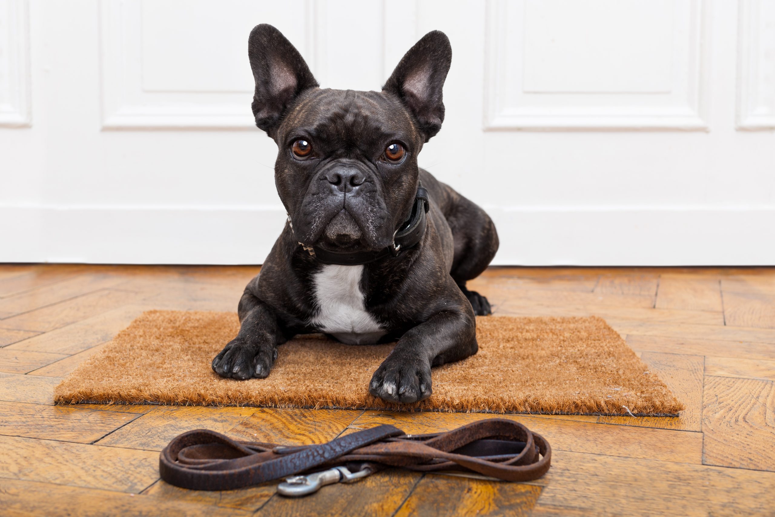 How a Simple Daily Routine Supercharges Your Pet’s Wellbeing