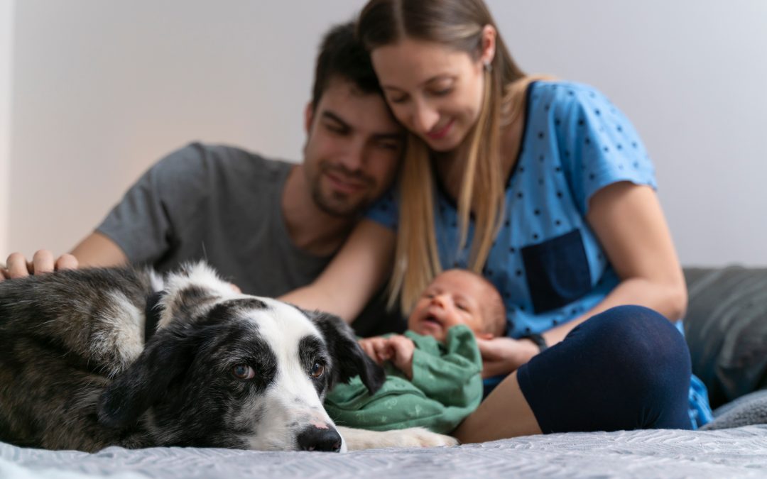 How to Help Pets Adjust to a New Baby