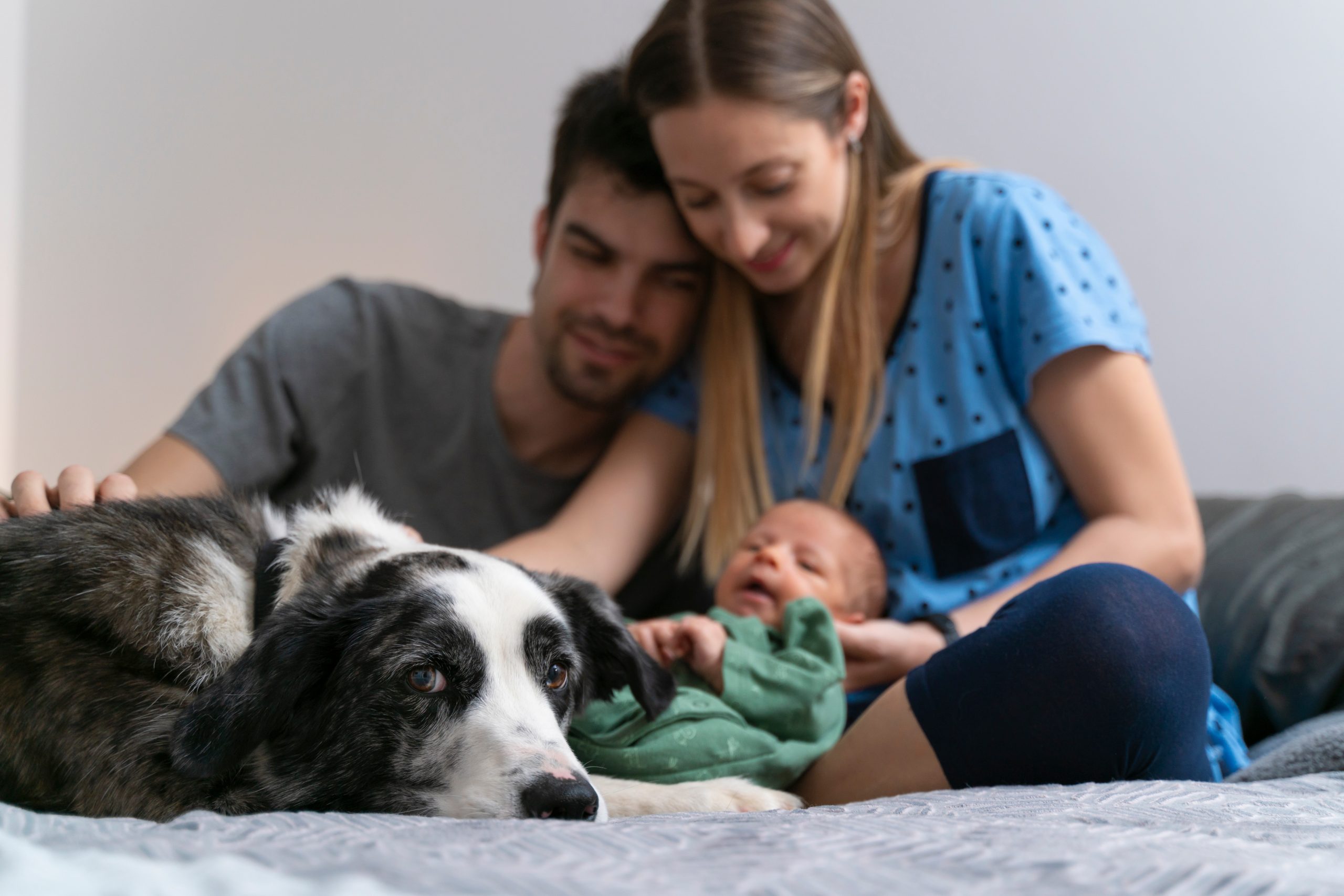 Blog 4 How to Help Pets Adjust to a New Baby
