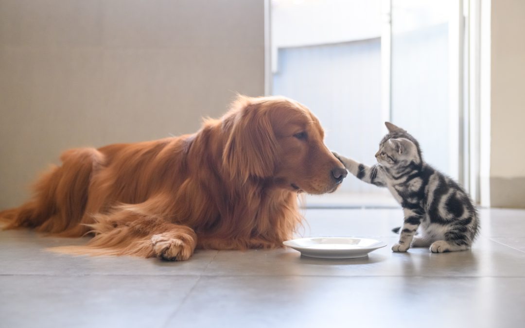 Introducing a New Cat to a Dog Household